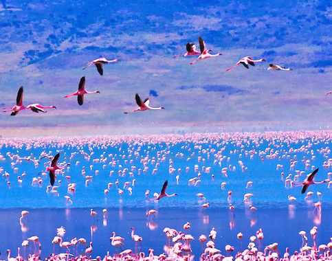 Flamingó láz