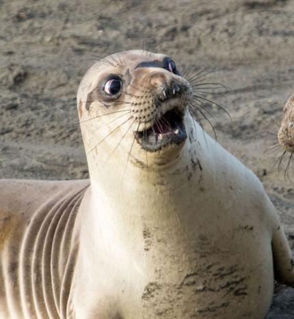 Az elmúlt év legviccesebb állatos fotói