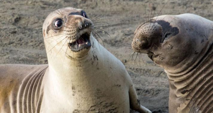 Az elmúlt év legviccesebb állatos fotói