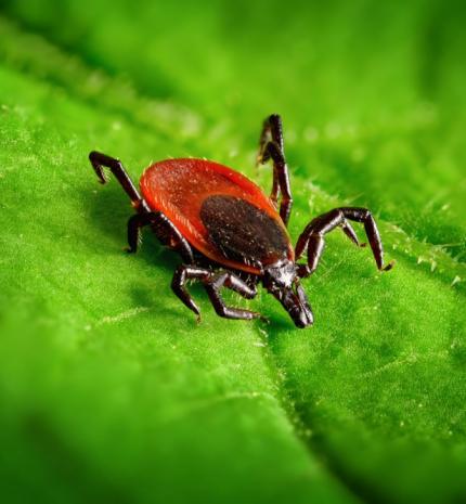 5 tipp a kullancsok ellen