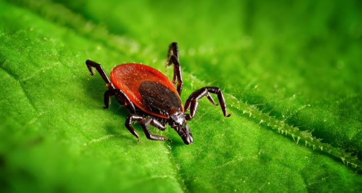 5 tipp a kullancsok ellen