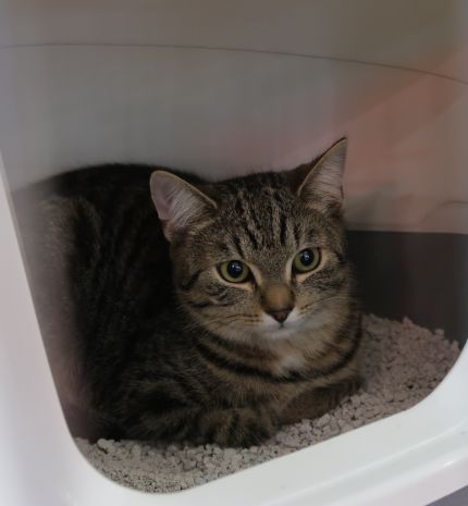 Ötödik alkalommal osztotta ki a Szent Gertrúd díjakat a Macskaárvaház Alapítvány