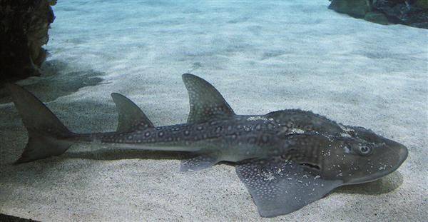 Tropicarium kulisszatitkok: a cápafarkú gitárrája