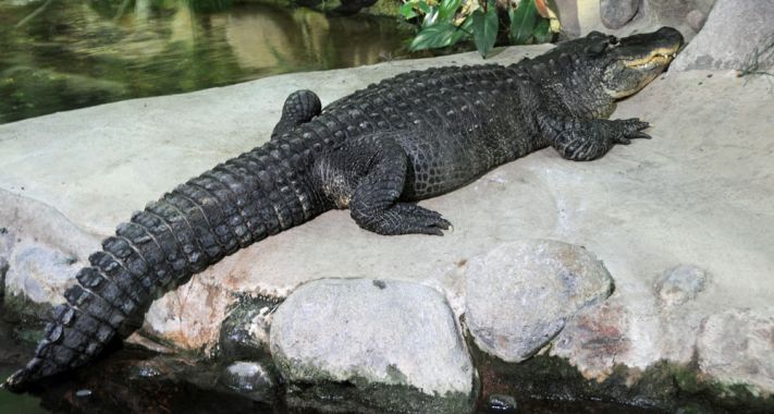 Tropicarium kulisszatitkok: a Mississippi aligátor