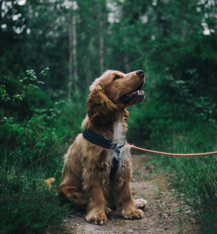 A kutya, mint legjobb barát