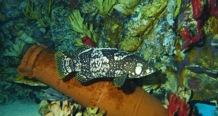 Kulisszatitkok: a halak eleségének előkészítése a Tropicariumban