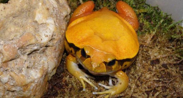 Kulisszatitkok: Tojáskeltető a Tropicariumban