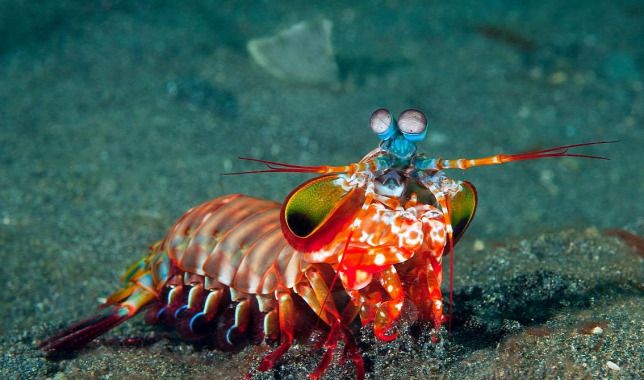 Kulisszatitkok: Sáskarákok a Tropicariumban