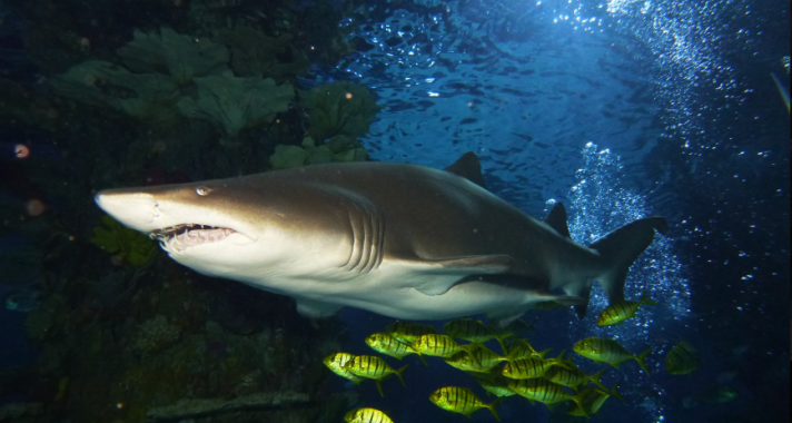 Beszélgetés az állat- és környezetvédelemről a Tropicariumban