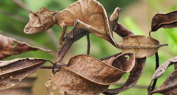 Tropicarium - Levélfarkú gekkó