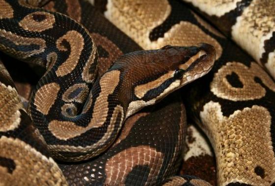 Táncoló kígyók - Nászharc