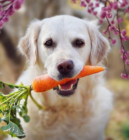 Superfood a kutyáknak is? Életmentő lehet a kutyusodnak