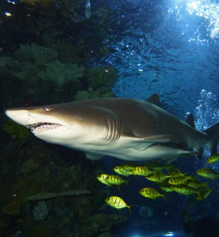 Fogadj örökbe egy cápát!