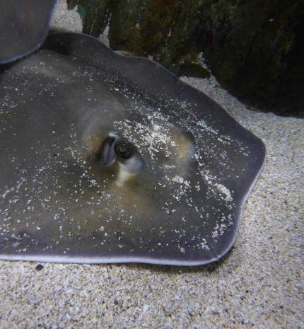 Kulisszatitkok: Nézd meg, hogy milyen a rájaetetés a Tropicariumban