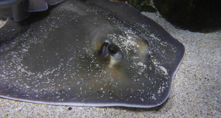 Kulisszatitkok: Nézd meg, hogy milyen a rájaetetés a Tropicariumban