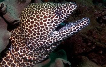 Kulisszatitkok: Muréna a Tropicariumban