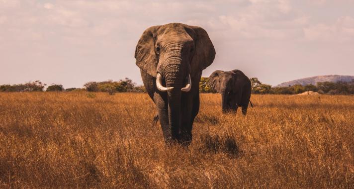 Ma van az Állatok Világnapja