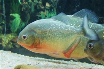 Kulisszatitkok: vöröshasú pirája a Tropicariumban