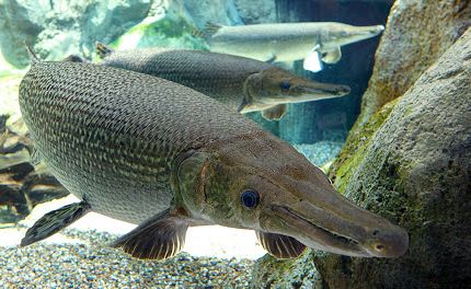 Kulisszatitkok: aligátorhal a Tropicariumban