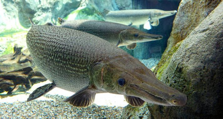Kulisszatitkok: aligátorhal a Tropicariumban