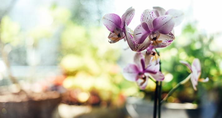 Orchideák között: Kirándulás ajánló