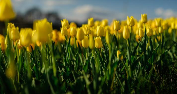 A tavasz érkezésének ünnepe – Tulipánszüret a Kincsek Völgyében a Balaton mellett