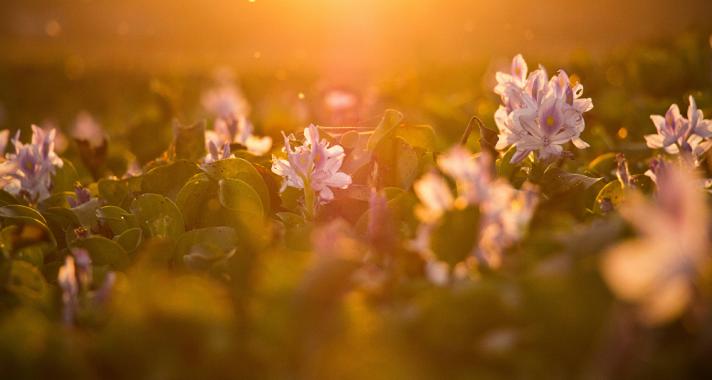 Elérkezett a nyári napforduló