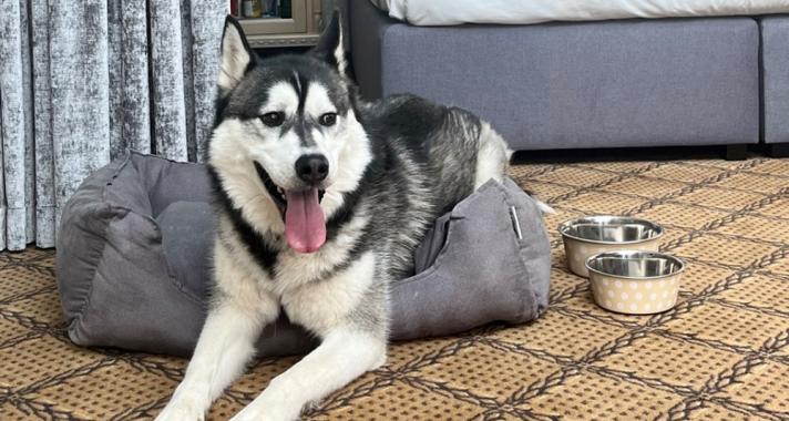 Kutyával Valentin-napon: Top 5 randihelyszín, ahova kedvenced is elkísérhet