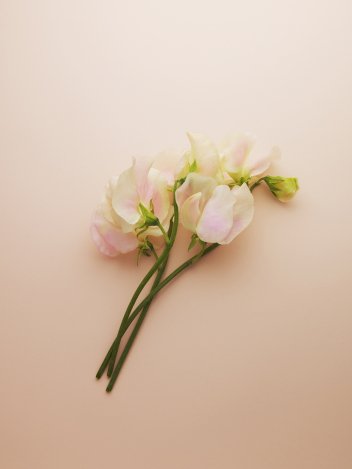 Az ellenállhatatlan ifjú nő új illata