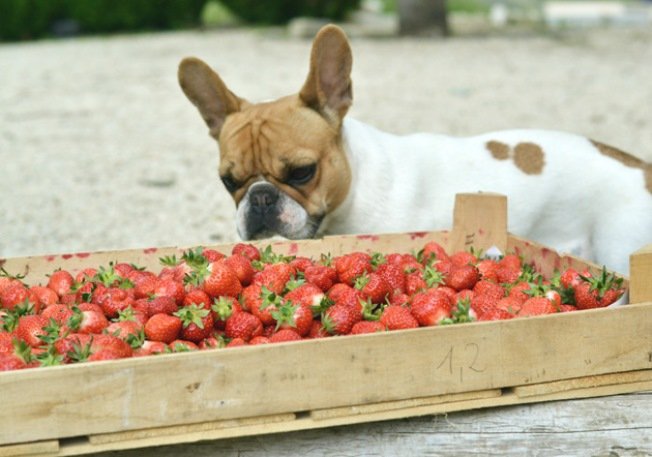 Mai mosoly: eperlekvár házilag