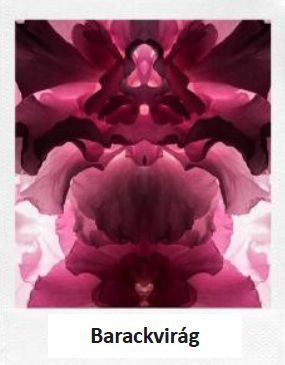 A legjobb bulik szíve és lelke