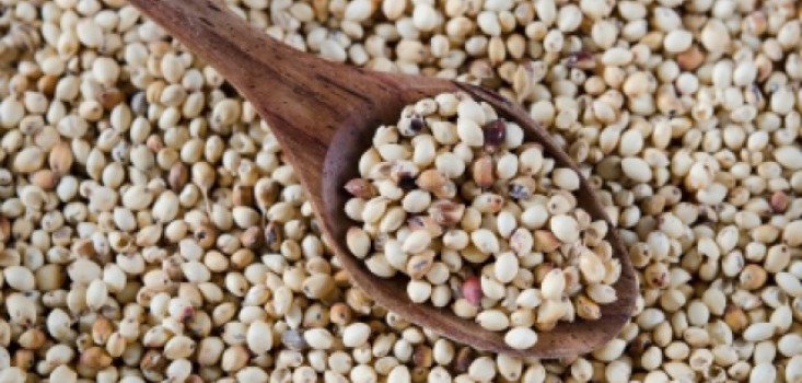 Köles - nemcsak madáreleség