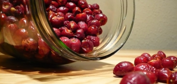 A csipkebogyó jótékony hatásai