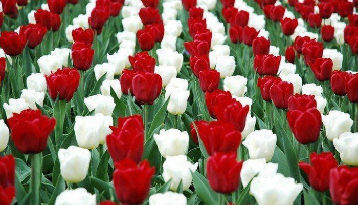 Március 15-i programok