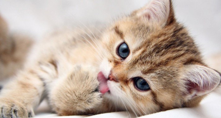 Tudtad-e? - 20 érdekesség a macskákról