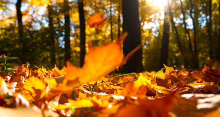 Hétvégi programajánló