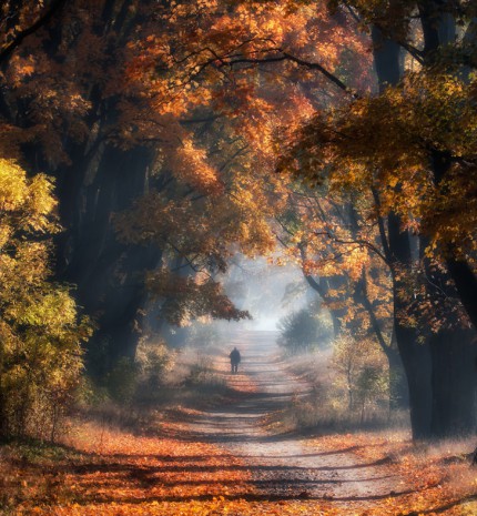 9 gyönyörű őszi fotó egy lengyel erdőről
