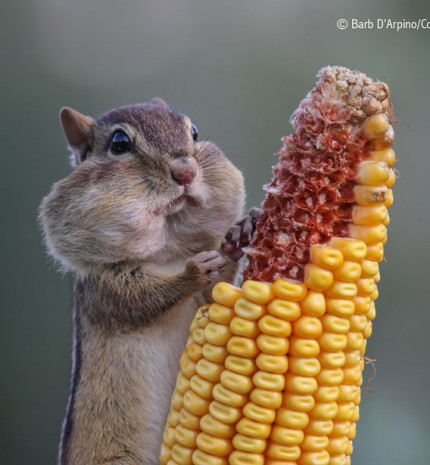 Top 10: A legviccesebb állatfotók az idei Comedy Wildlife Photography Awardsról