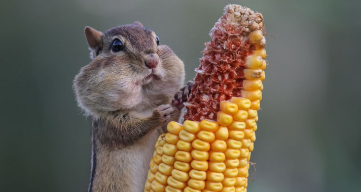 Top 10: A legviccesebb állatfotók az idei Comedy Wildlife Photography Awardsról