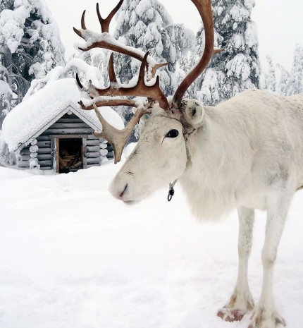 Lélegzetelállító természetfotók a csodálatos Lappföldről, télen