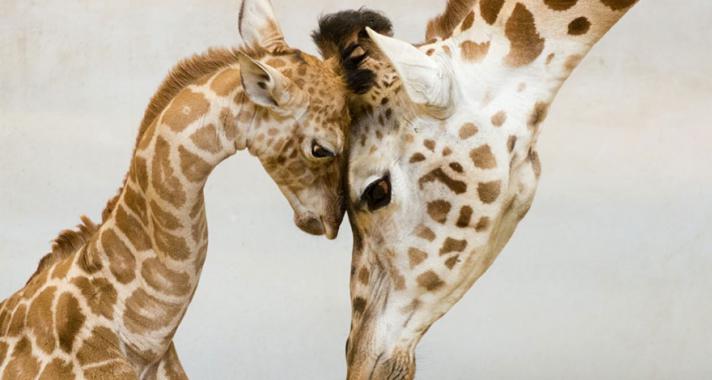 Állatcsaládok a vadonban