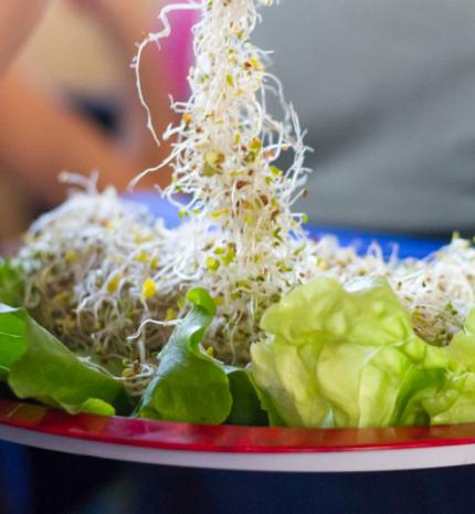 Egy hónap múlva kezdődik a 21. Vegetáriánus Fesztivál