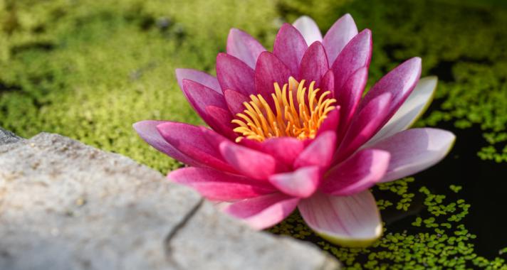 A lótuszvirág üzenete