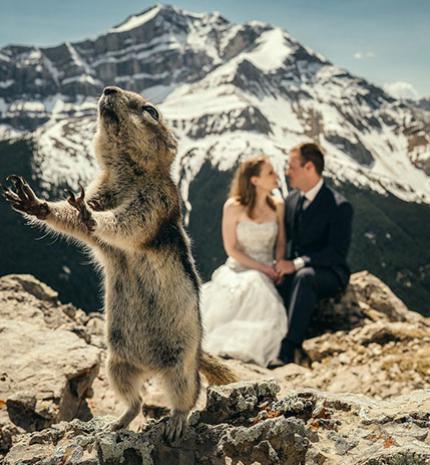 15 esküvői fotó, amibe nagyon viccesen beletrollkodtak