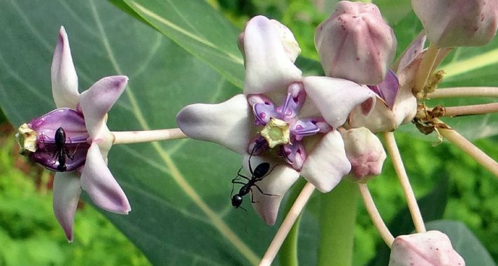 Milyen hatásai lehetnek a Koronavirágnak ?