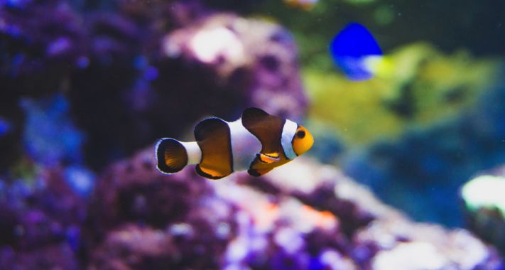 Tudtad? Érdekességek az állatvilágból - Bohóchal