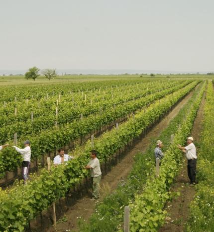 Teázó szőlőtőkék – ez volna a jövő?