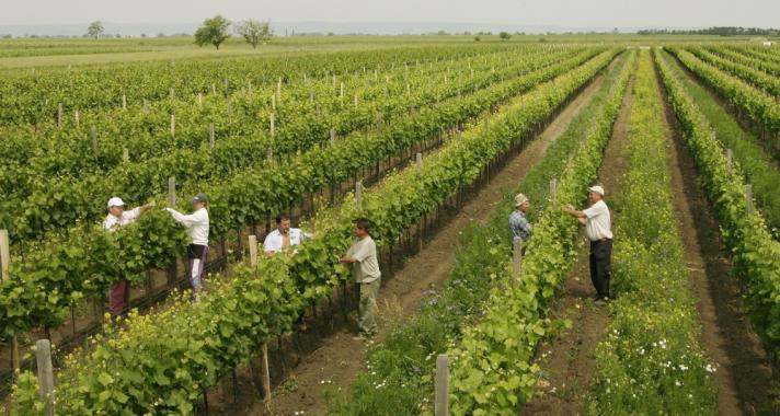 Teázó szőlőtőkék – ez volna a jövő?