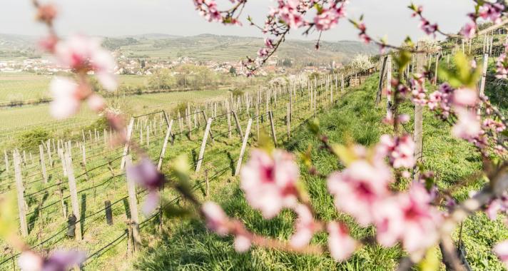 Tavaszi zsongás, megújulás Alsó-Ausztriában