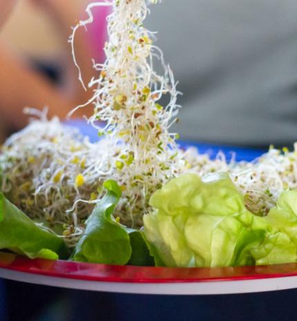 Hamarosan kezdődik a 22. Vegetáriánus Fesztivál